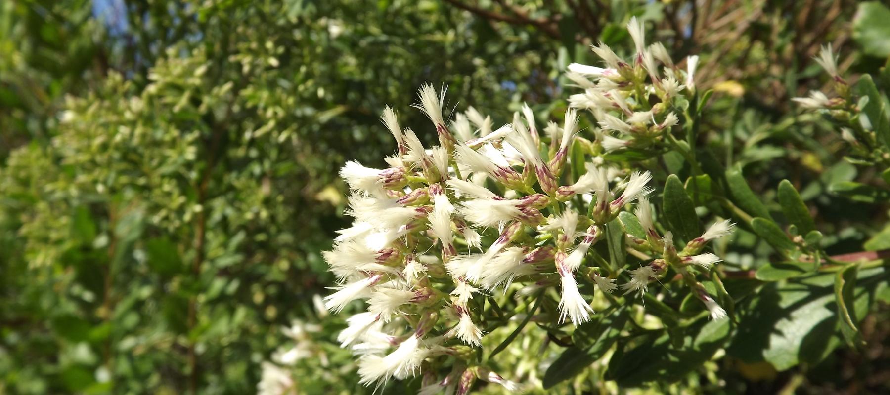 Baccharis halimifolia en fleurs