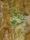 présente 2 formes bien différenciées. Une forme "feuillée" qui peut atteindre 10 à 40 cm développant des frondes vert sombre et une forme "prothalle" de nature filamenteuse. Forme prothalle présente dans 2 grottes de l'île Tomé (photo).
