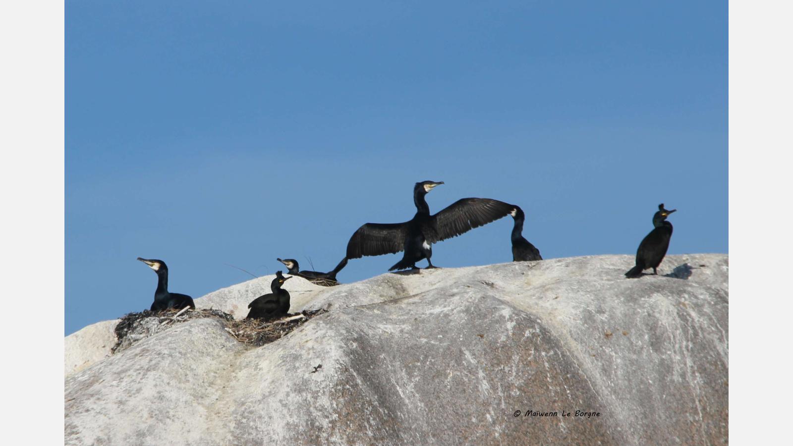 cormorans.jpg